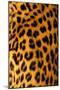 Jaguar Fur-Siede Preis-Mounted Photographic Print