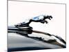 Jaguar hood ornament-Clive Branson-Mounted Photo