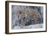 Jaguar Hz 17 1-Robert Michaud-Framed Giclee Print