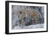 Jaguar Hz 17 1-Robert Michaud-Framed Giclee Print