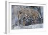 Jaguar Hz 17 1-Robert Michaud-Framed Giclee Print