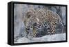 Jaguar Hz 17 1-Robert Michaud-Framed Stretched Canvas