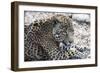 Jaguar Hz 17 2-Robert Michaud-Framed Giclee Print