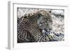 Jaguar Hz 17 2-Robert Michaud-Framed Giclee Print