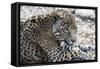Jaguar Hz 17 2-Robert Michaud-Framed Stretched Canvas