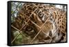 Jaguar in Costa Rica-null-Framed Stretched Canvas