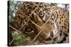 Jaguar in Costa Rica-null-Stretched Canvas