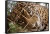 Jaguar in Costa Rica-null-Framed Stretched Canvas