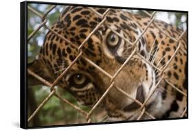 Jaguar in Costa Rica-null-Framed Stretched Canvas