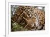 Jaguar in Costa Rica-null-Framed Photographic Print