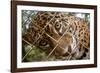 Jaguar in Costa Rica-null-Framed Photographic Print