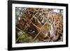 Jaguar in Costa Rica-null-Framed Photographic Print