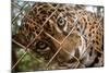 Jaguar in Costa Rica-null-Mounted Photographic Print