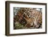 Jaguar in Costa Rica-null-Framed Photographic Print