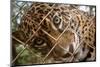 Jaguar in Costa Rica-null-Mounted Photographic Print