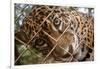 Jaguar in Costa Rica-null-Framed Photographic Print