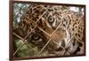 Jaguar in Costa Rica-null-Framed Photographic Print