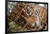 Jaguar in Costa Rica-null-Framed Photographic Print