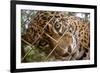 Jaguar in Costa Rica-null-Framed Photographic Print