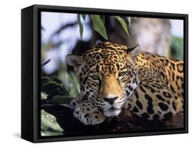 Jaguar in Natural Habitat, Belize-Lynn M^ Stone-Framed Stretched Canvas