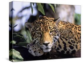 Jaguar in Natural Habitat, Belize-Lynn M^ Stone-Stretched Canvas