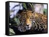 Jaguar in Natural Habitat, Belize-Lynn M^ Stone-Framed Stretched Canvas