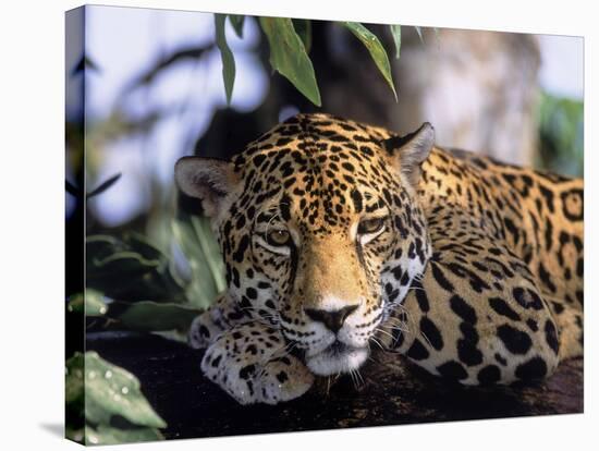 Jaguar in Natural Habitat, Belize-Lynn M^ Stone-Stretched Canvas