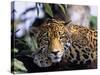 Jaguar in Natural Habitat, Belize-Lynn M^ Stone-Stretched Canvas