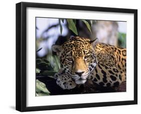Jaguar in Natural Habitat, Belize-Lynn M^ Stone-Framed Premium Photographic Print