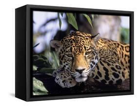 Jaguar in Natural Habitat, Belize-Lynn M^ Stone-Framed Stretched Canvas