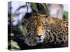 Jaguar in Natural Habitat, Belize-Lynn M^ Stone-Stretched Canvas