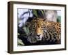 Jaguar in Natural Habitat, Belize-Lynn M^ Stone-Framed Photographic Print