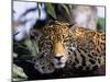 Jaguar in Natural Habitat, Belize-Lynn M^ Stone-Mounted Photographic Print