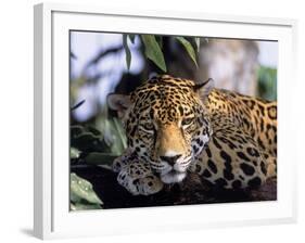 Jaguar in Natural Habitat, Belize-Lynn M^ Stone-Framed Photographic Print