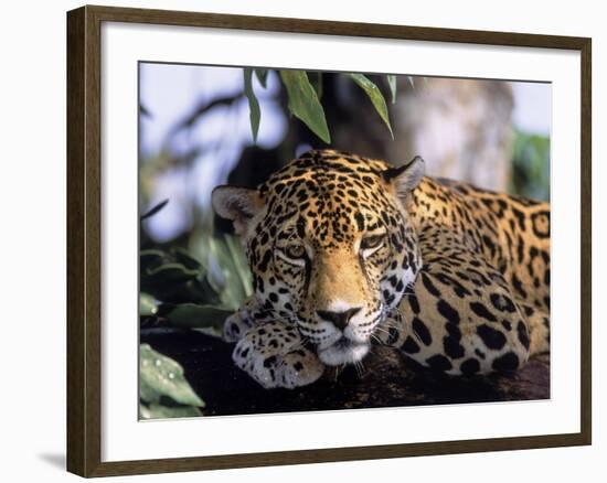 Jaguar in Natural Habitat, Belize-Lynn M^ Stone-Framed Photographic Print