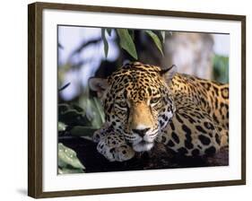 Jaguar in Natural Habitat, Belize-Lynn M^ Stone-Framed Photographic Print