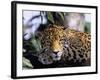 Jaguar in Natural Habitat, Belize-Lynn M^ Stone-Framed Photographic Print