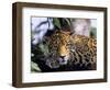 Jaguar in Natural Habitat, Belize-Lynn M^ Stone-Framed Photographic Print