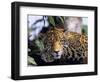 Jaguar in Natural Habitat, Belize-Lynn M^ Stone-Framed Photographic Print