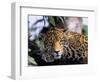 Jaguar in Natural Habitat, Belize-Lynn M^ Stone-Framed Photographic Print