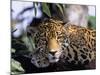 Jaguar in Natural Habitat, Belize-Lynn M^ Stone-Mounted Photographic Print