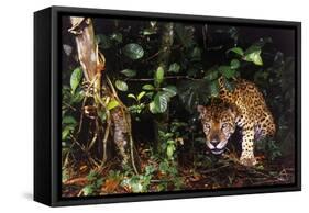 Jaguar in Rainforest-W. Perry Conway-Framed Stretched Canvas