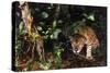 Jaguar in Rainforest-W. Perry Conway-Stretched Canvas