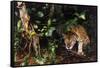 Jaguar in Rainforest-W. Perry Conway-Framed Stretched Canvas