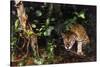 Jaguar in Rainforest-W. Perry Conway-Stretched Canvas