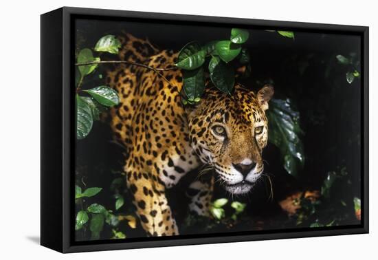 Jaguar in Rainforest-W. Perry Conway-Framed Stretched Canvas
