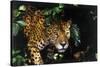 Jaguar in Rainforest-W. Perry Conway-Stretched Canvas