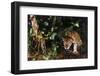 Jaguar in Rainforest-W. Perry Conway-Framed Premium Photographic Print