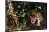 Jaguar in Rainforest-W. Perry Conway-Mounted Premium Photographic Print