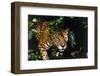 Jaguar in Rainforest-W. Perry Conway-Framed Premium Photographic Print